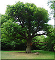 TQ4095 : Grimston's Oak, Epping Forest by Roger Jones