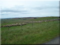 NZ0545 : Looking North from the Waskerley Way by Robert Graham