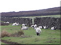 NZ6308 : Drystone walls, Kildale Moor by Maigheach-gheal