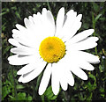 SJ8959 : Ox-eye Daisy flower by Jonathan Kington