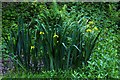 SP5704 : Yellow flags in the former railway cutting by Steve Daniels