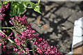 SO5917 : Hummingbird Hawk Moth by Stuart Wilding