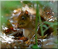 SZ0287 : Why Red Squirrels are Sometimes Hard to see by Peter Trimming