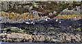 J5986 : Shore, Lighthouse Island near Donaghadee (1) by Albert Bridge