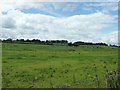 SU8921 : Dairy cattle in fields near Kennels Dairy by Dave Spicer