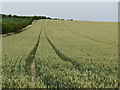 TL4854 : Wheatfield on Limekiln Hill by John Sutton