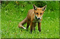 TQ3643 : Fox cub by Peter Trimming