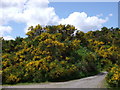 NJ3037 : Blooming broom near Convalleys by Astrid H