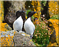 NG4176 : Razorbills at Rubha Hunish by John Allan