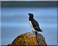 NG4176 : Razorbill at Rubha Hunish by John Allan