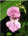 SE3244 : Himalayan balsam by Pauline E