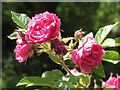 SP2068 : 'Grootendorst Supreme' rose at Foxbrook Cottage by Robin Stott