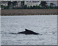 J5082 : Humpback whale, Bangor Bay by Rossographer