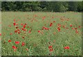 SP2657 : Poppies in rapeseed field by Derek Harper