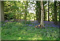 TQ7342 : A carpet of bluebells by N Chadwick