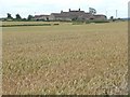 SE4514 : Wheatfield in front of Elm Leys Farm by Christine Johnstone