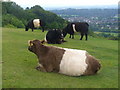 TQ2452 : Belted Galloways on Colley Hill by Colin Smith