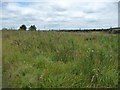 SE0436 : Wide grass verge, Black Moor Road by Christine Johnstone