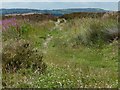 SE0739 : Footpath across Harden Moor by Christine Johnstone