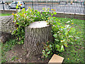 TQ3978 : Lime tree stump by Stephen Craven