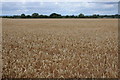 SP0433 : Wheatfield at Toddington by Philip Halling