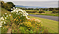 D4500 : Floral display, Islandmagee by Albert Bridge