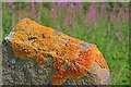 NN5203 : Lichen on Stone Post by Mick Garratt