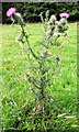 SJ8959 : Spear Thistle by Jonathan Kington