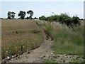 TF0276 : Cornfield off Nettleham Road by J.Hannan-Briggs