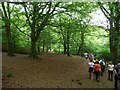 SE1426 : Walking under the beeches, Judy Woods by Christine Johnstone