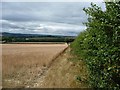 SE2614 : Footpath down the side of a wheat field by Christine Johnstone