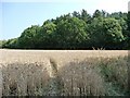 SE3614 : Wheatfield with tractor tracks by Christine Johnstone