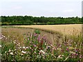 SE3617 : The edge of the wheat by Christine Johnstone