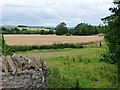 SO4172 : Wheatfield in the Teme valley by Christine Johnstone