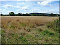 SO4172 : Entrance into wheat field by Christine Johnstone