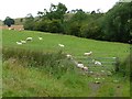 SO3178 : Sheep may safely graze by Christine Johnstone