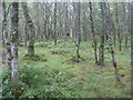 NN5908 : Birch woodland in the Pass of Leny by M J Richardson