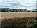 SO5475 : Wheat field east of Squirrel Lane by Christine Johnstone