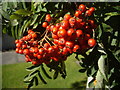 NJ6201 : In a Torphins garden in August (2) by Stanley Howe