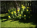 NJ6201 : Yellow compositae in bloom by Stanley Howe