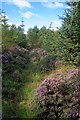 SE9697 : Public Footpath, Harwood Dale Forest by Mick Garratt