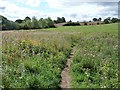 SE3936 : Footpath through thistles by Christine Johnstone