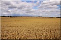 SU4695 : Wheatfield near Drayton by Steve Daniels