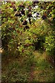 SU4693 : Elderberries over the bridleway by Steve Daniels