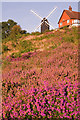 TQ2350 : Bell Heather (Erica cinerea) and Ling (Calluna vulgaris) by Ian Capper