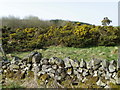 NT7560 : Gorse near Abbey St Bathans by Maigheach-gheal