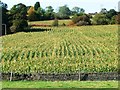 SE2307 : Field of corn, Lower Denby by Christine Johnstone