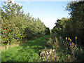 ST5884 : Southwest edge of Ellen's Wood  by Robin Stott