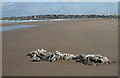 NJ2171 : Litter on the Beach by Anne Burgess