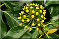 J3369 : Ivy flowers, Belfast (2) by Albert Bridge